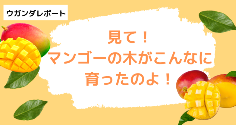 見て！マンゴーの木がこんなに育ったのよ！ Posted 2022年9月26日 plas