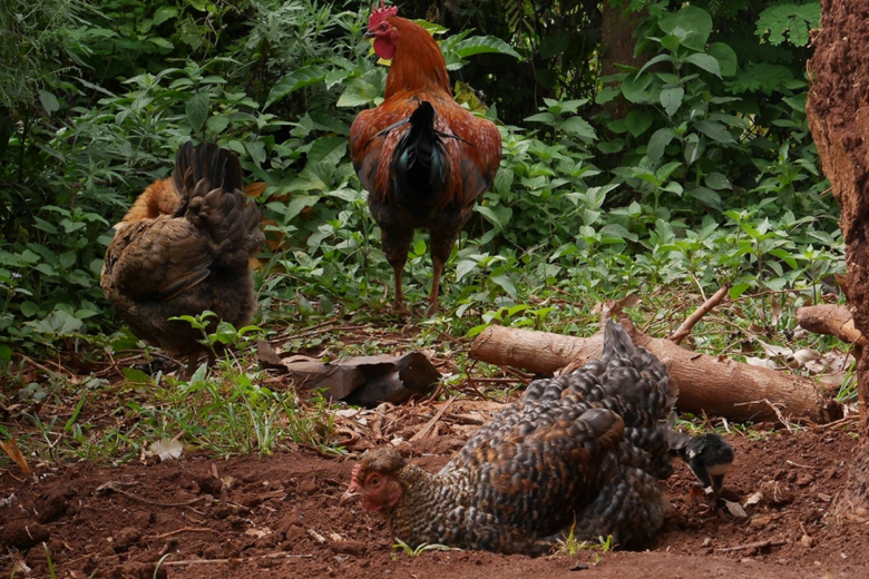 自立が近づく養鶏プロジェクト