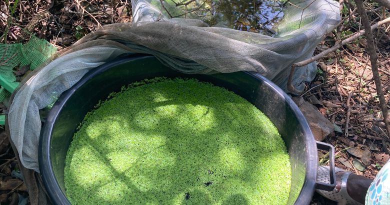 小さな工夫から、大きな変化へ ！水草活用の取り組み